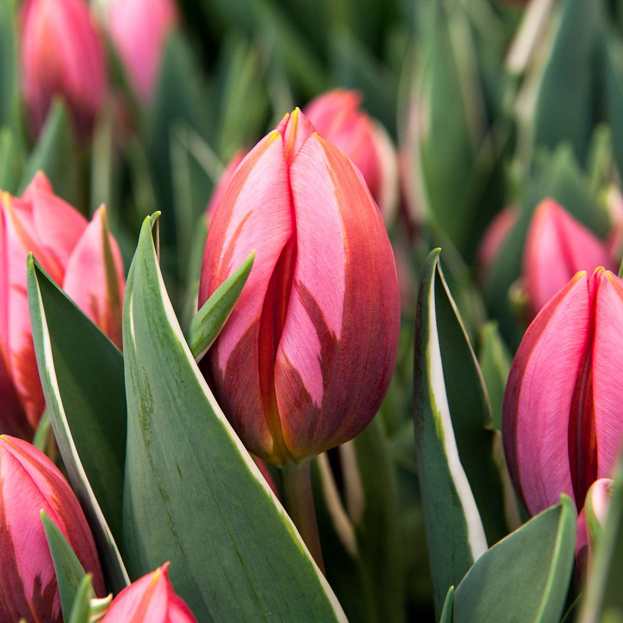 Tulpe 'Pretty Princess'